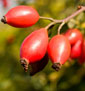 Review Rosehip for Arthritis